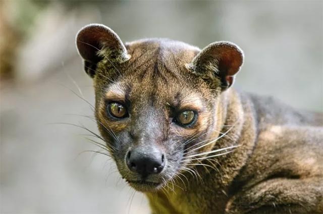 Loài Fossa