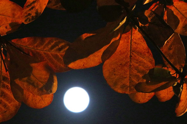 Mặt trăng to, sáng rõ lấp lo sau tán lá bàng. 