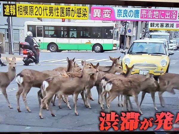 Đàn nai tràn xuống đường ở Nhật Bản để… kiếm ăn do sở thú đóng cửa, nhân viên nghỉ, không ai chăm sóc. (Ảnh: Down To Earth).
