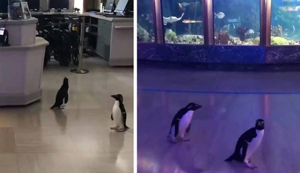 Tại một khu thủy cung, 2 chú chim cánh cụt đã cùng nhau dạo chơi khắp nơi nhân dịp nơi đây tạm đóng cửa vì vắng khách tham quan. (Ảnh: Reddit).