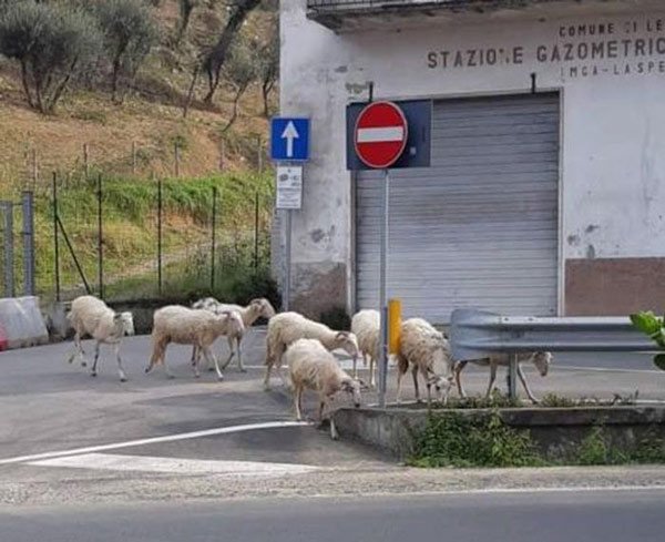 Đàn cừu từ trên núi cũng rủ nhau xuống phố vừa đi dạo vừa đi gặm cỏ ở Anh. (Ảnh: Sina).