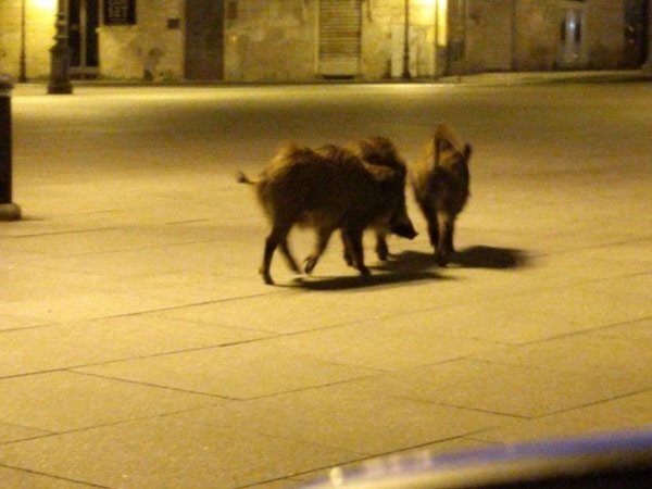 Cặp lợn lòi dạo chơi trên đường phố Milan, Italy vắng bóng người. (Ảnh: Twitter).