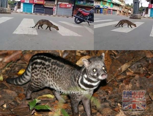 Loài cầy Malabar cực kỳ quý hiếm, gần như sắp tuyệt chủng xuất hiện trên đường phố ở Ấn Độ khiến nhiều người không khỏi kinh ngạc và thích thú. Đây là lần đầu tiên loài động vật này được nhìn thấy kể từ năm 1990.