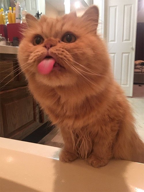 Mlem mlem là gì?