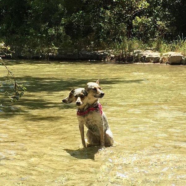 Chụp con cún nhà mình mà lại ra con Cerberus