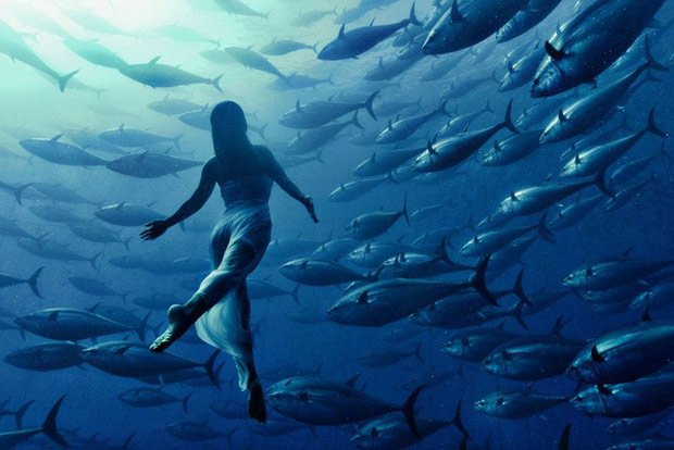 Đây bức ảnh chụp vận động viên bơi lội Nhật Bản cùng đàn cá thật luôn