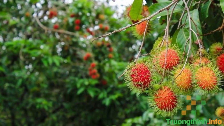 Ăn chôm chôm có tác dụng gì? Ăn chôm chôm có nóng không?