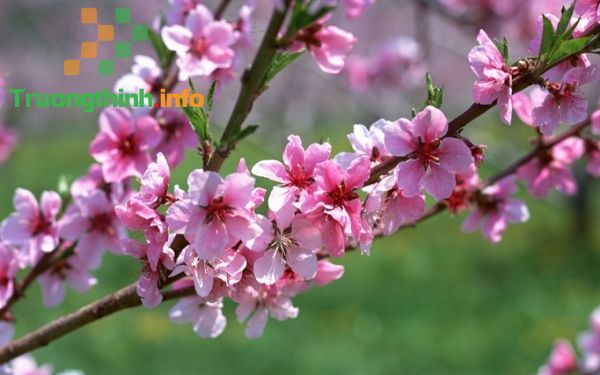 Các phong tục ngày Tết Nguyên Đán cổ truyền 3 miền Bắc, Trung, Nam