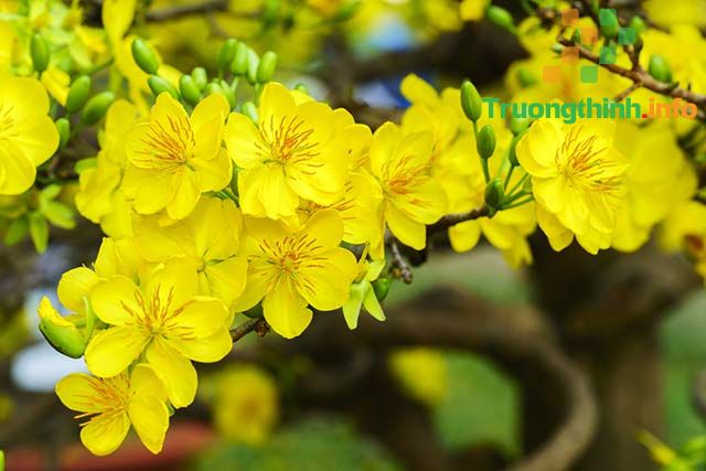 Các phong tục ngày Tết Nguyên Đán cổ truyền 3 miền Bắc, Trung, Nam