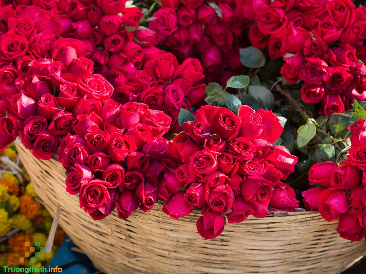 Hoa hồng tặng Valentine, 8/3 có ý nghĩa gì? Những mẫu hoa hồng Valentine, 8/3 đẹp cho người ấy