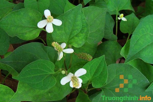 Uống nước rau diếp cá có tác dụng gì với sức khỏe và làn da?