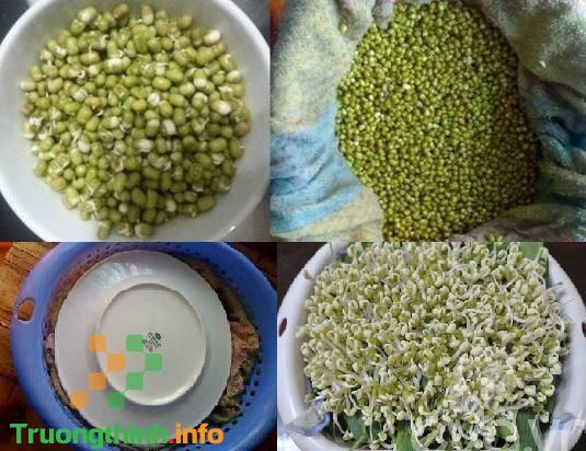 Cách làm giá đỗ tại nhà bằng rổ nhựa mập, ít rễ