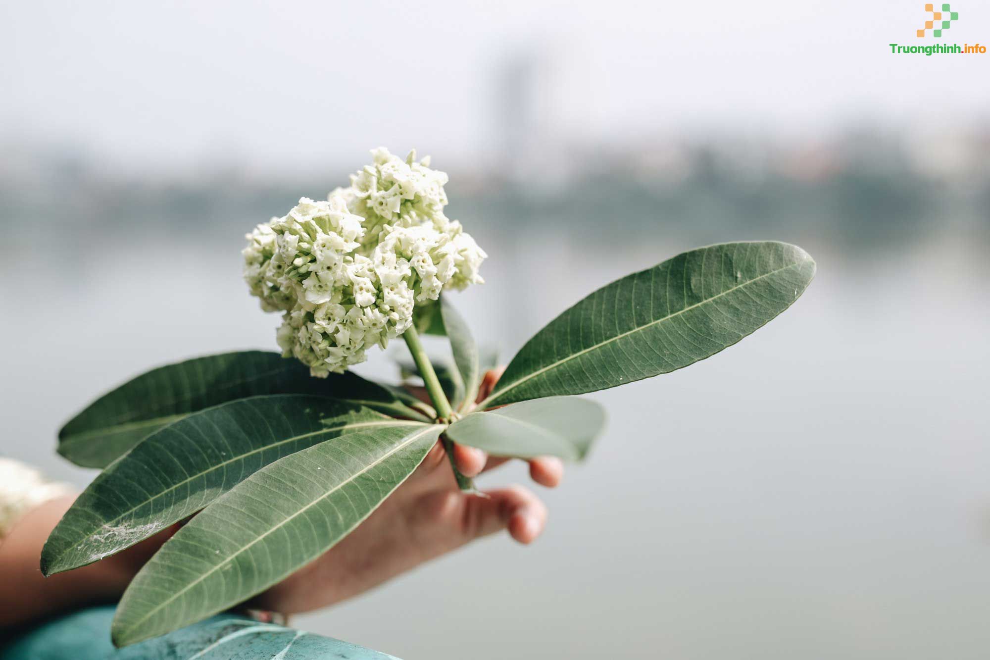 Thơ về hoa sữa, stt ngắn về hoa sữa, bài hát về hoa sữa hay nhất