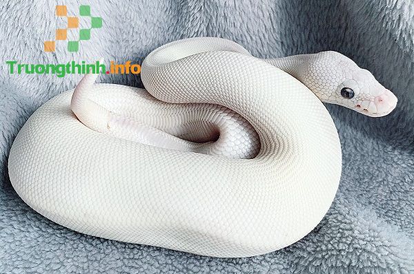                       Sinh năm 2001 (2k1) mệnh gì, là tuổi con gì, hợp màu gì?