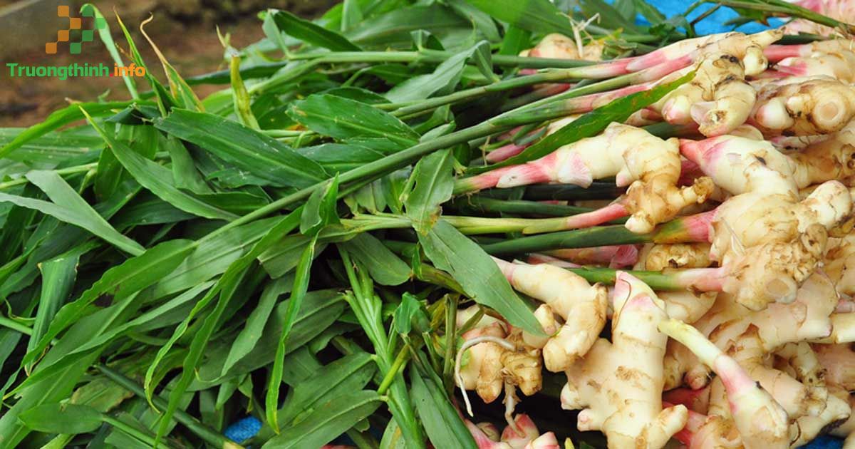                       Trồng gừng vào tháng mấy? Cách trồng gừng cho năng suất cao tại nhà