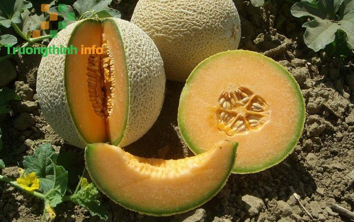                       Ăn dưa lưới có tác dụng gì? Bà bầu ăn dưa lưới được không?