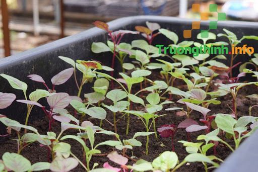 Rau dền có tác dụng gì? Bà bầu ăn rau dền được không?