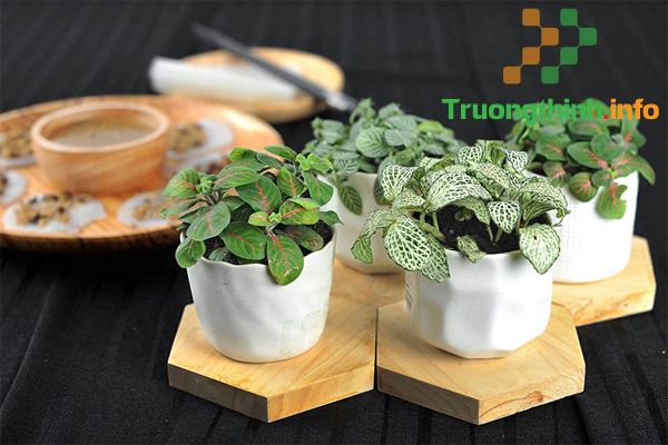                       Các loại cây phong thủy trồng trong nhà, để bàn làm việc hợp mệnh, hợp tuổi