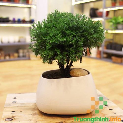                       Các loại cây phong thủy trồng trong nhà, để bàn làm việc hợp mệnh, hợp tuổi