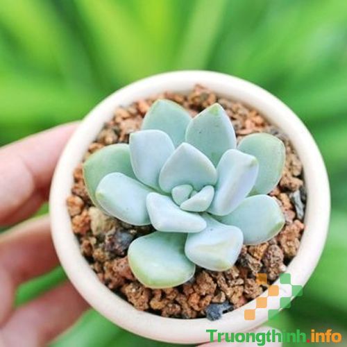                       Các loại cây phong thủy trồng trong nhà, để bàn làm việc hợp mệnh, hợp tuổi
