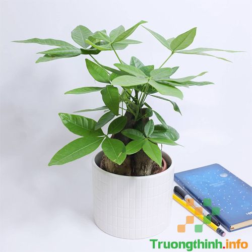                       Các loại cây phong thủy trồng trong nhà, để bàn làm việc hợp mệnh, hợp tuổi