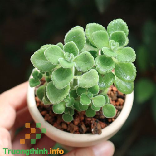 Các loại cây phong thủy trồng trong nhà, để bàn làm việc hợp mệnh, hợp tuổi