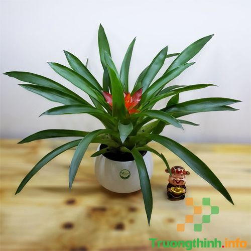                       Các loại cây phong thủy trồng trong nhà, để bàn làm việc hợp mệnh, hợp tuổi