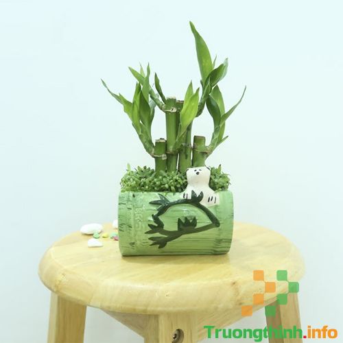                       Các loại cây phong thủy trồng trong nhà, để bàn làm việc hợp mệnh, hợp tuổi
