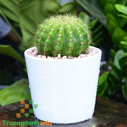                       Các loại cây phong thủy trồng trong nhà, để bàn làm việc hợp mệnh, hợp tuổi