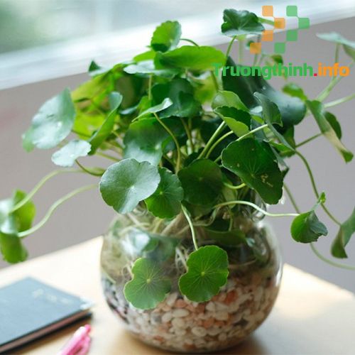                       Các loại cây phong thủy trồng trong nhà, để bàn làm việc hợp mệnh, hợp tuổi