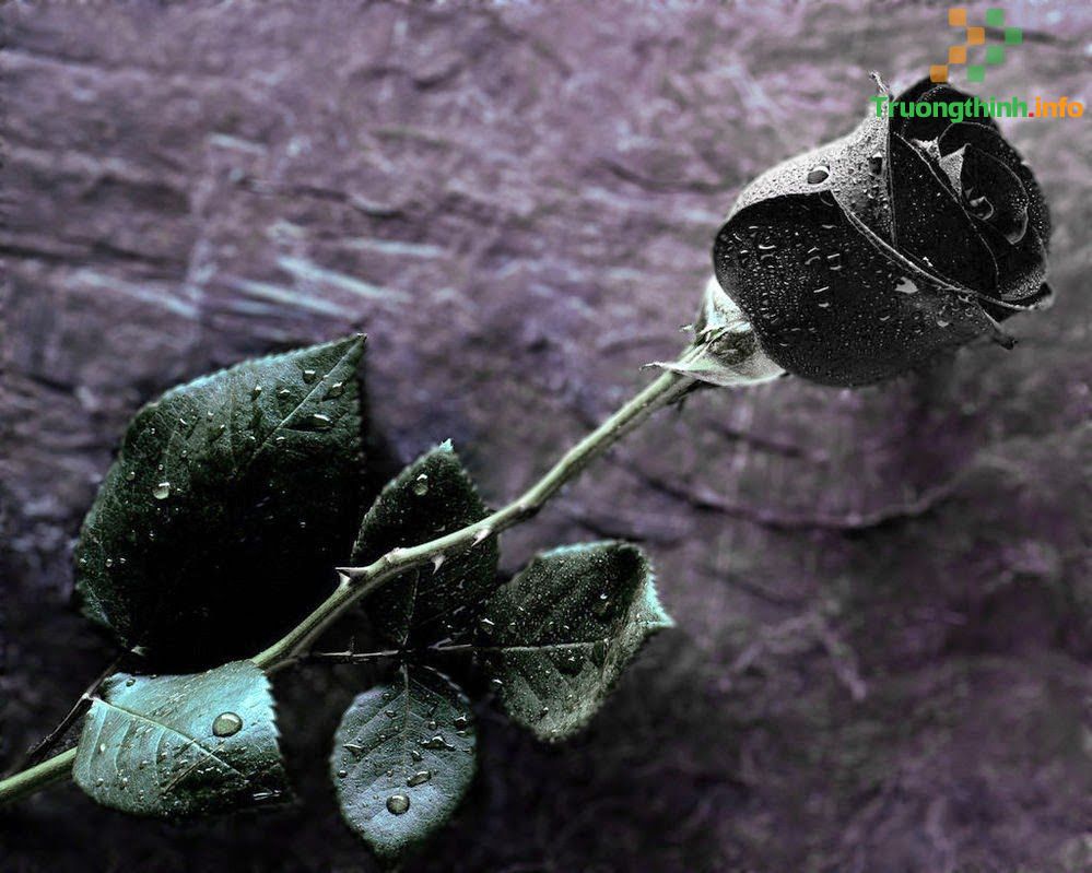 Hoa hồng đen có thật không? Nguồn gốc và ý nghĩa của hoa hồng đen