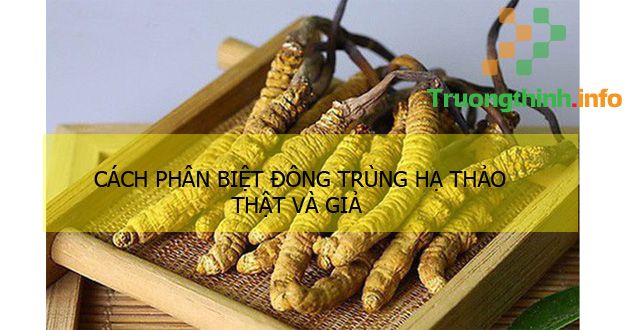                       Cách phân biệt đông trùng hạ thảo thật và giả