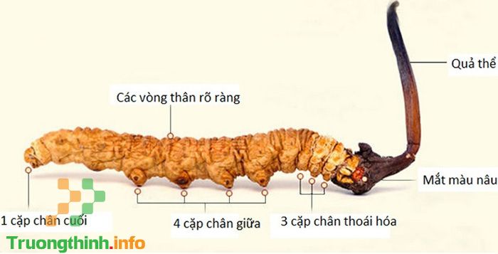                       Cách phân biệt đông trùng hạ thảo thật và giả