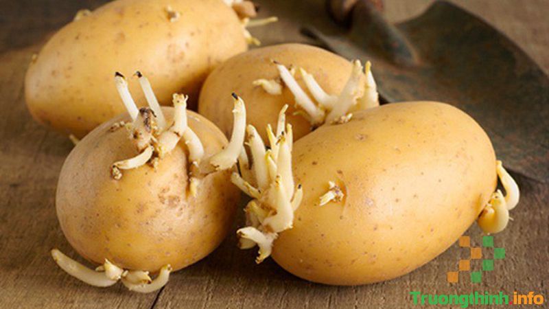                       Mẹ bầu mới có thai 3 tháng đầu không nên ăn gì, kiêng ăn gì?