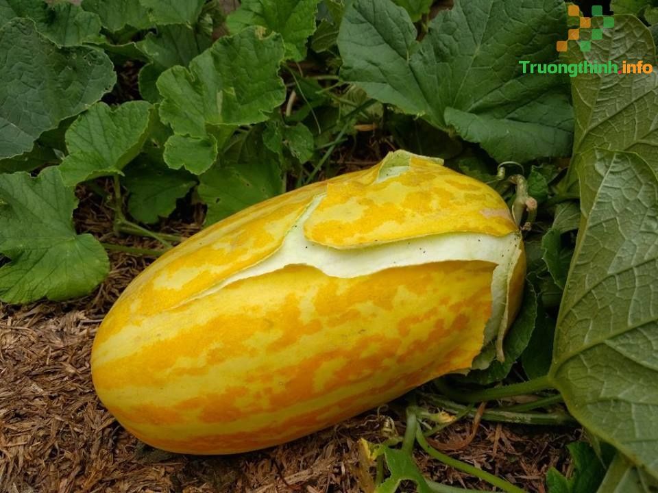                       Ăn dưa gang có tác dụng gì? Bà bầu ăn dưa gang có tốt không?