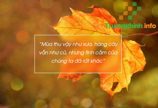                       Những câu quotes về mùa thu hay, sâu sắc, ý nghĩa nhất