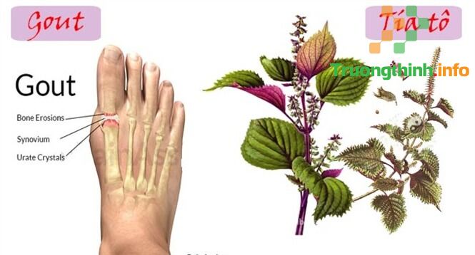                       Tác dụng của lá tía tô đối với sức khỏe và làn da