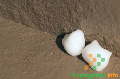                       8 Cách đuổi chuột ra khỏi nhà hiệu quả cho nhà ở, phòng trọ