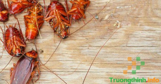                       8 Cách đuổi gián trong nhà hiệu quả chỉ với nguyên liệu nhà bếp đơn giản