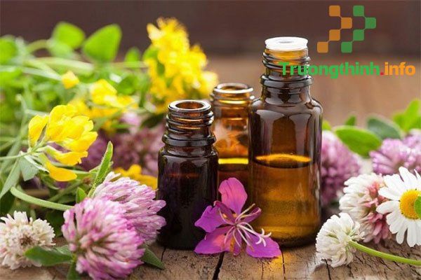                       8 Cách đuổi gián trong nhà hiệu quả chỉ với nguyên liệu nhà bếp đơn giản