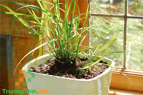                       Cách đuổi và diệt kiến ba khoang ra khỏi nhà hiệu quả, an toàn