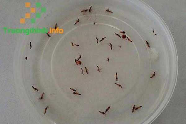                       Cách đuổi và diệt kiến ba khoang ra khỏi nhà hiệu quả, an toàn