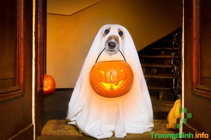                       Những hình ảnh về Halloween đẹp, dễ thương, kinh dị