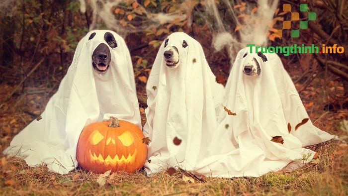                       Những hình ảnh về Halloween đẹp, dễ thương, kinh dị