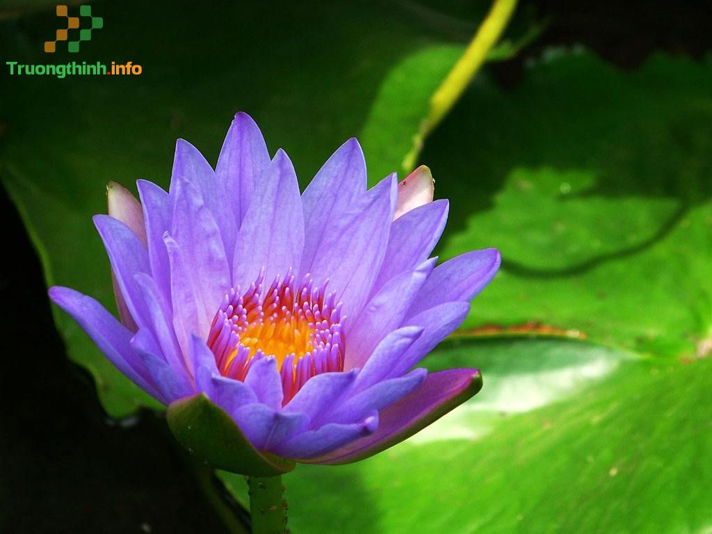 Những câu ca dao tục ngữ nói về chí công vô tư