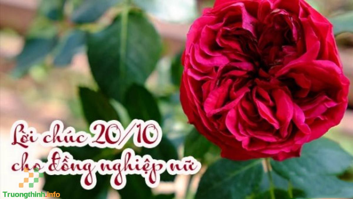                       Lời chúc 20/10 cho đồng nghiệp hay và độc đáo, hài hước nhất