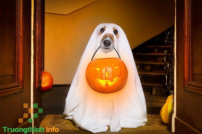                       Các câu đố, câu hỏi về Halloween hay có đáp án