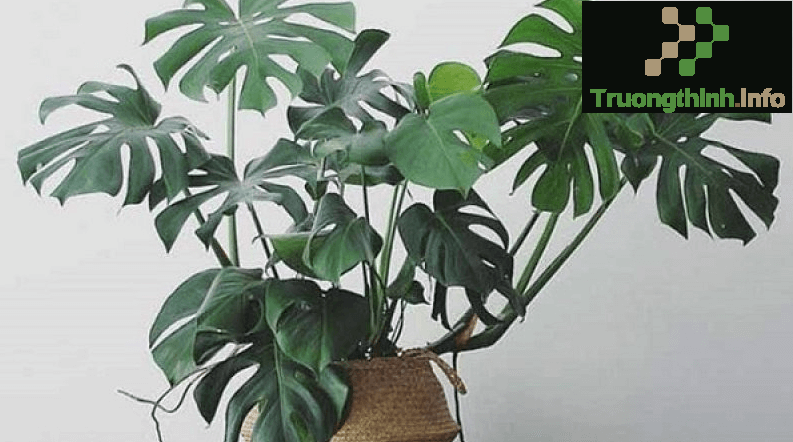                       Cây trầu bà lá xẻ là cây gì? Ý nghĩa, cách trồng và chăm sóc cây trầu bà lá xẻ