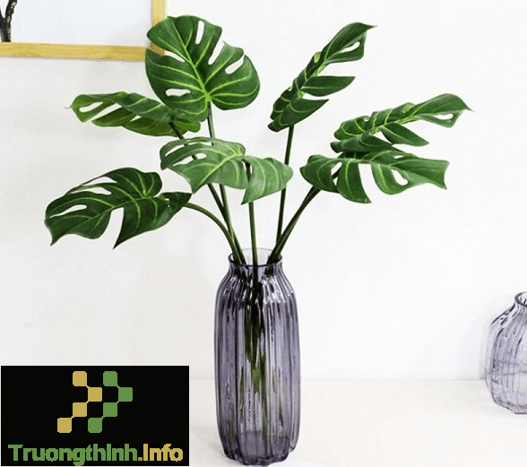                       Cây trầu bà lá xẻ là cây gì? Ý nghĩa, cách trồng và chăm sóc cây trầu bà lá xẻ