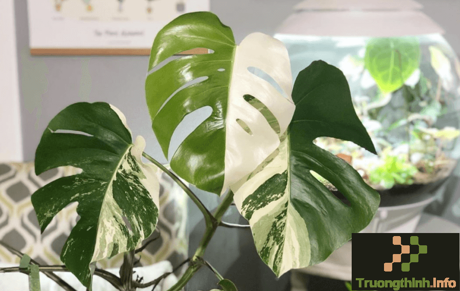                       Cây trầu bà lá xẻ là cây gì? Ý nghĩa, cách trồng và chăm sóc cây trầu bà lá xẻ